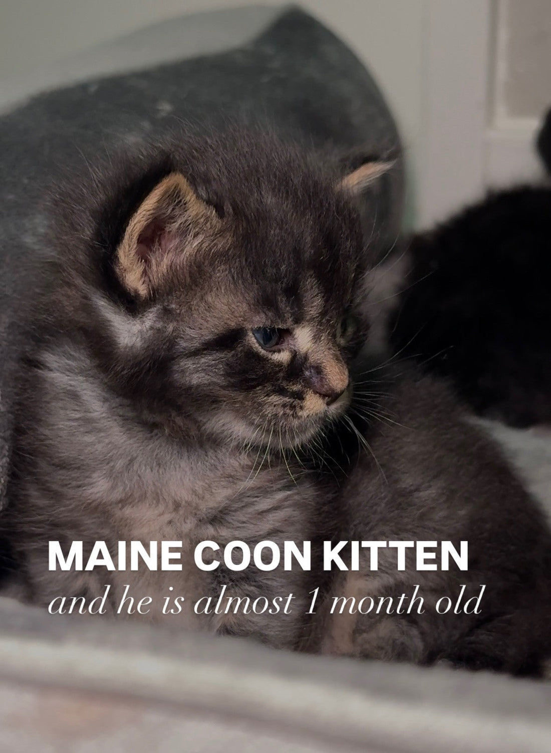 Close-up of a fluffy dark gray Maine Coon kitten sitting next to a sibling, with text overlay that reads “MAINE COON KITTEN and he is almost 1 month old