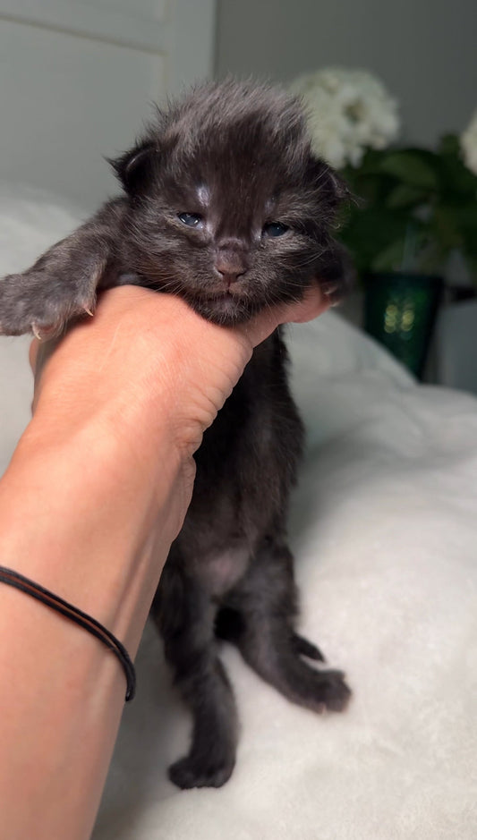 14-day-old black Maine Coon kitten with eyes just opened, being gently held in a hand on a soft white blanket with green plants in the background