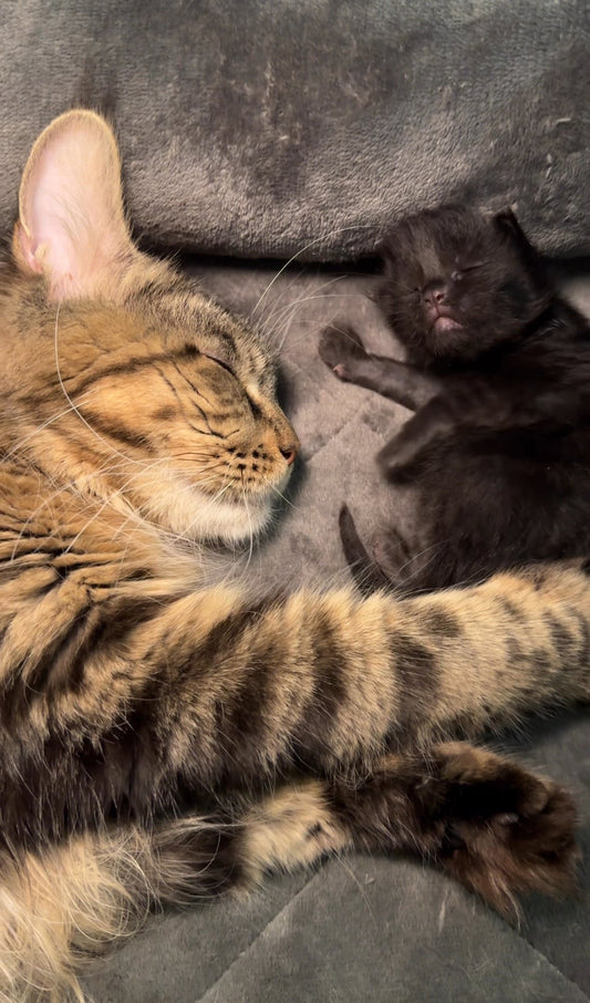 Debunking the Myth: Why Maine Coons Are the Gentle Giants of the Cat World