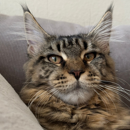 Close-up of a relaxed Maine Coon cat lying on a pillow, showcasing the breed's large ears and expressive face