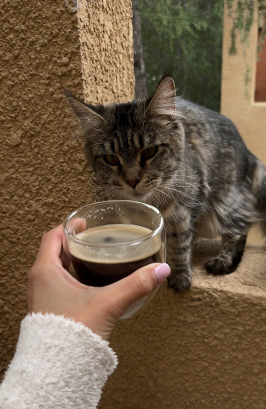 Maine Coon cat sniffing a cup of coffee held by a woman in a cozy morning setting