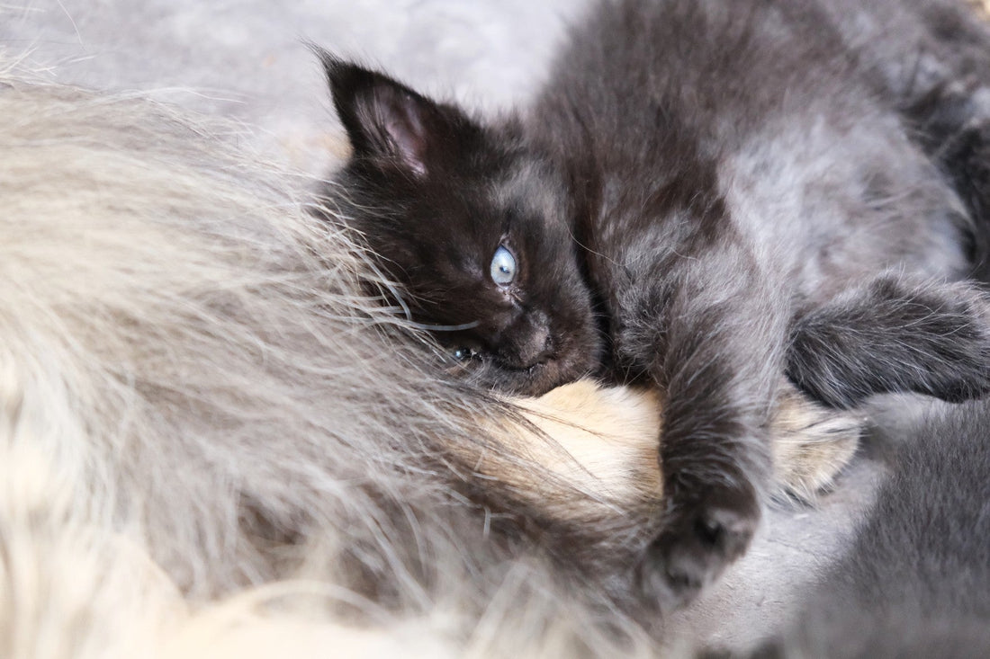 Black Maine Coon kitten cuddling and nursing from its mother, showing a close-up of soft fur and a peaceful moment.
