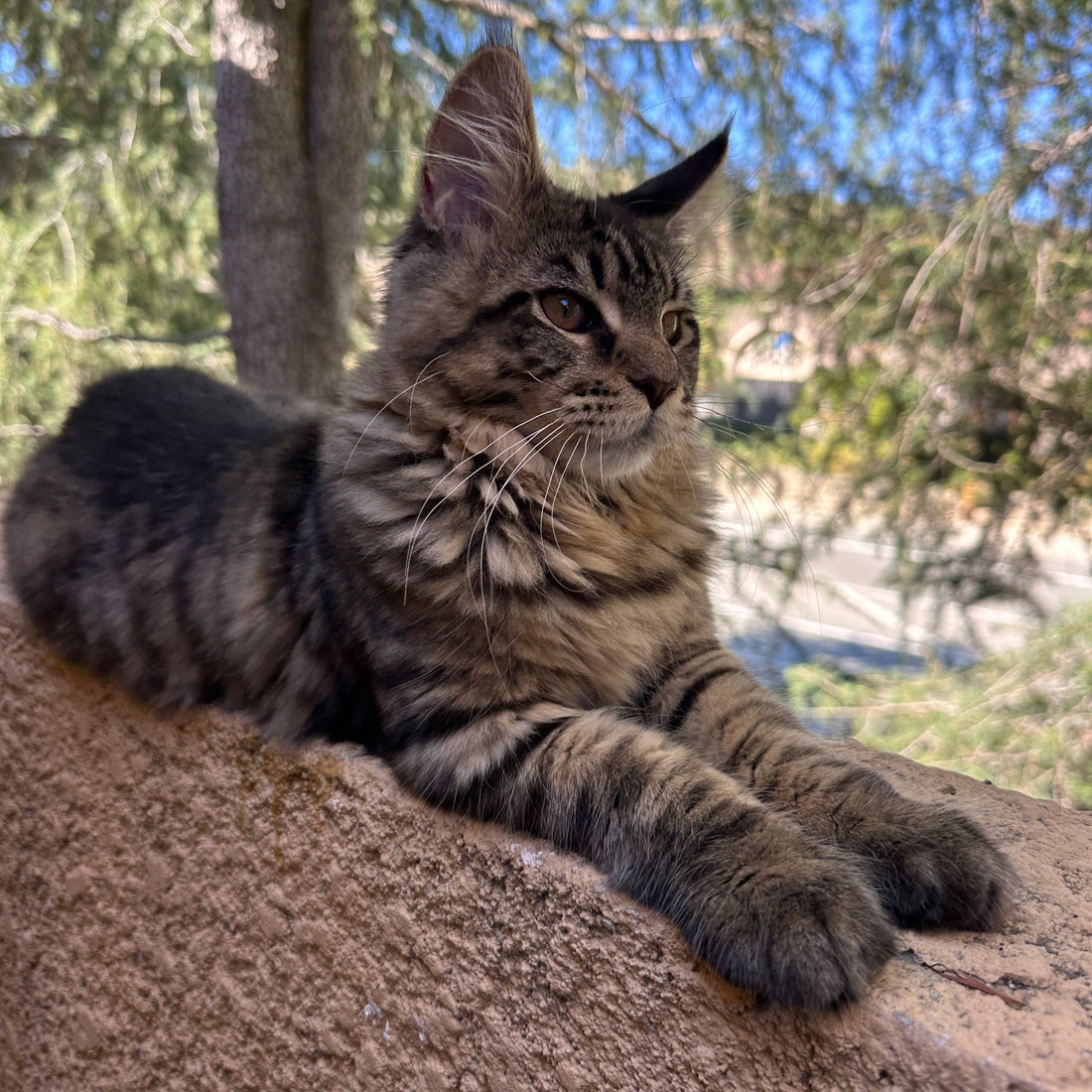 Introducing Floppa: Life with a Purebred Maine Coon Cat