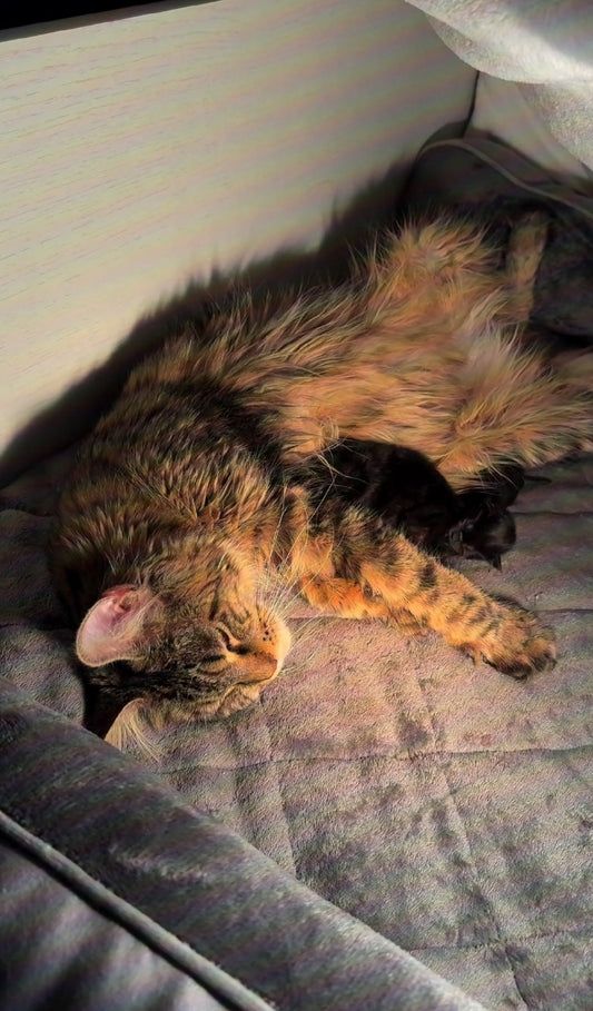 Purebred Maine Coon cat relaxing on a cozy blanket in natural light