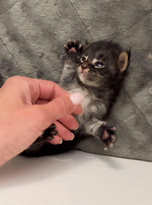 20-day-old Maine Coon kitten lying on a soft gray blanket, reaching up with tiny paws while being gently touched by a human hand.