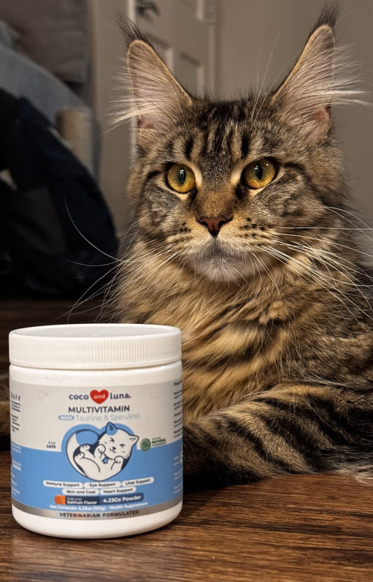 A fluffy Maine Coon cat with golden eyes (named Floppa) sits proudly behind a jar of Coco and Luna Multivitamin Powder for cats. The jar label highlights its salmon flavor and support for immunity, skin, liver, heart, and eye health.