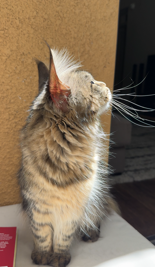 Maine Coon cat sitting in sunlight with ears perked up and long whiskers glowing, showcasing a healthy coat from a raw diet.