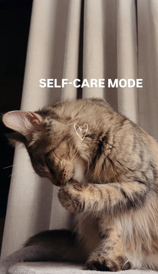 self-care cat mode cat care with the maine coon on a picture