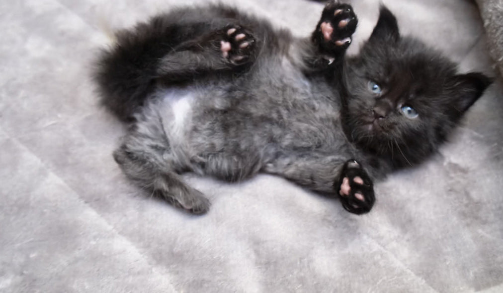 Load video: Maine Coon Kitten for adoption