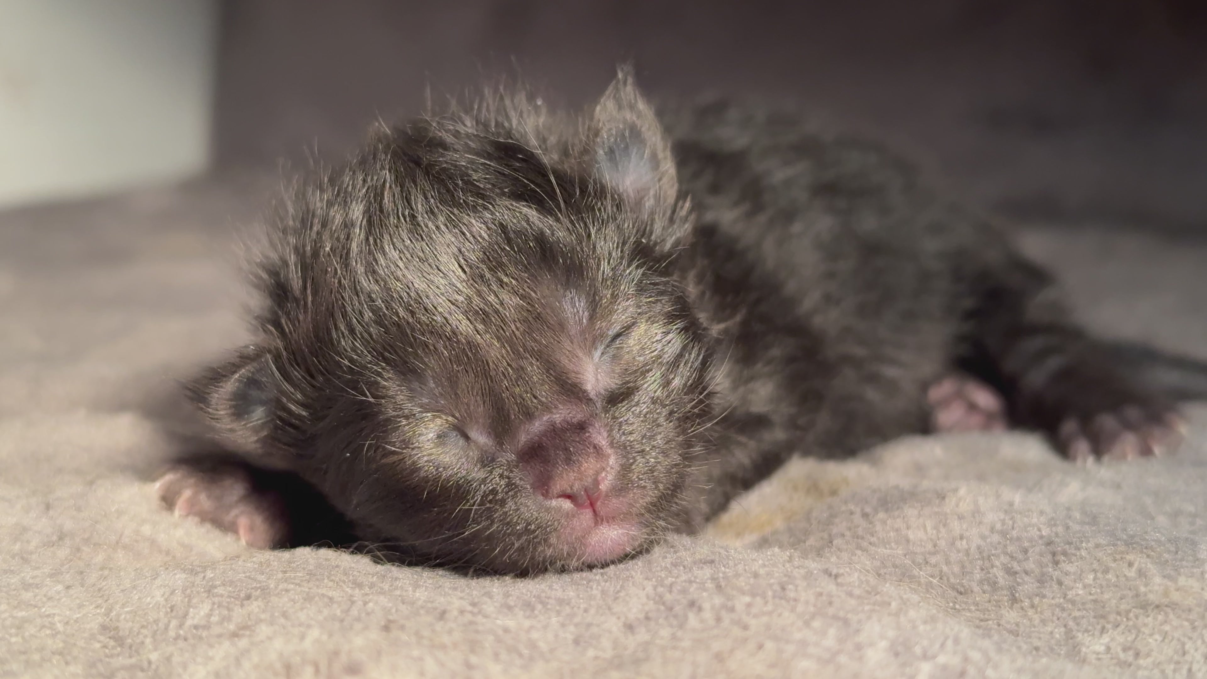 Load video: Maine Coon Kitten Adoption